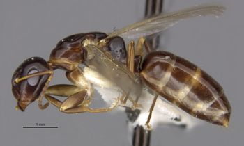 Media type: image;   Entomology 26111 Aspect: habitus lateral view